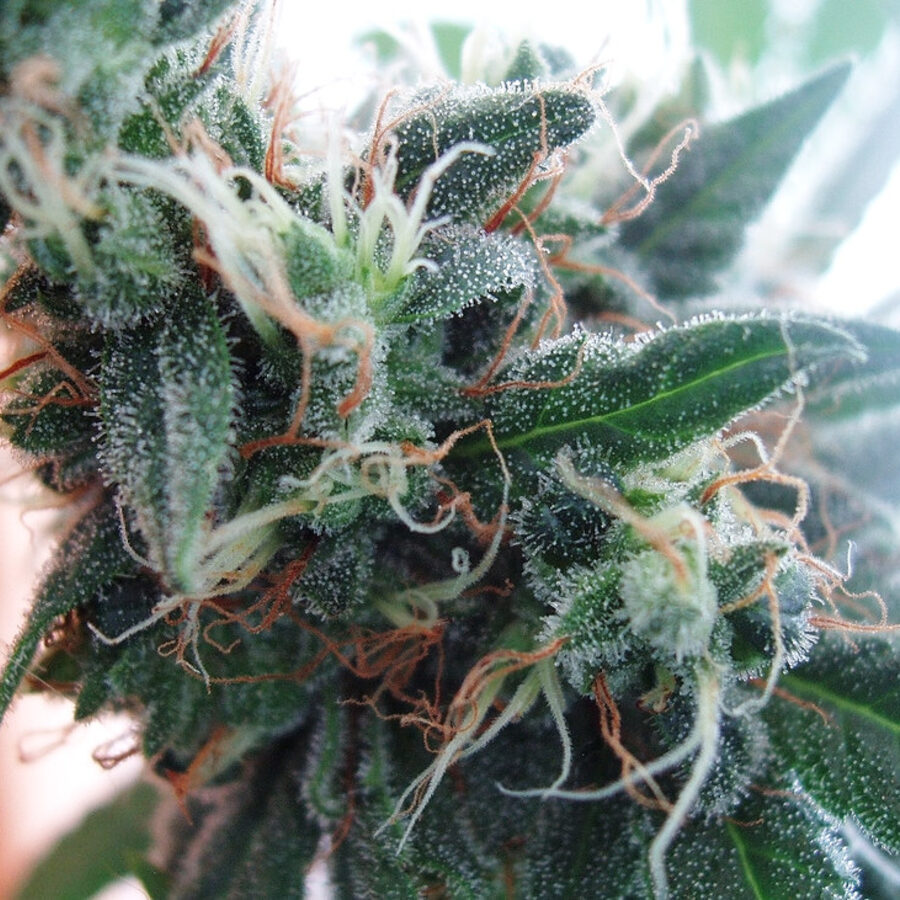 Macro de trichomes sur une fleur de cannabis riche en CBD