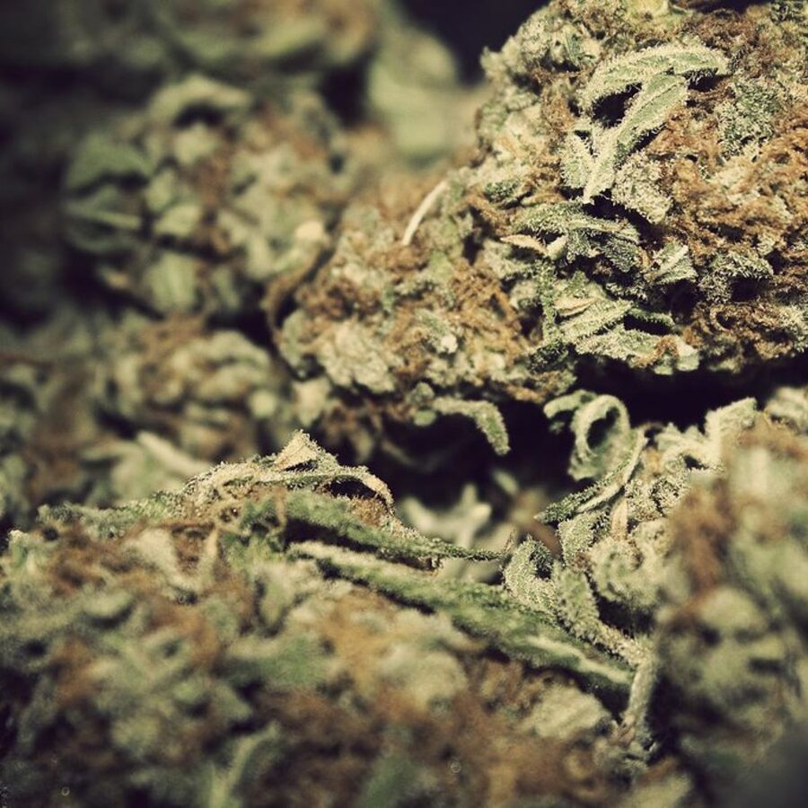 Gros plan macro sur des têtes de fleurs de CBD couvertes de résine
