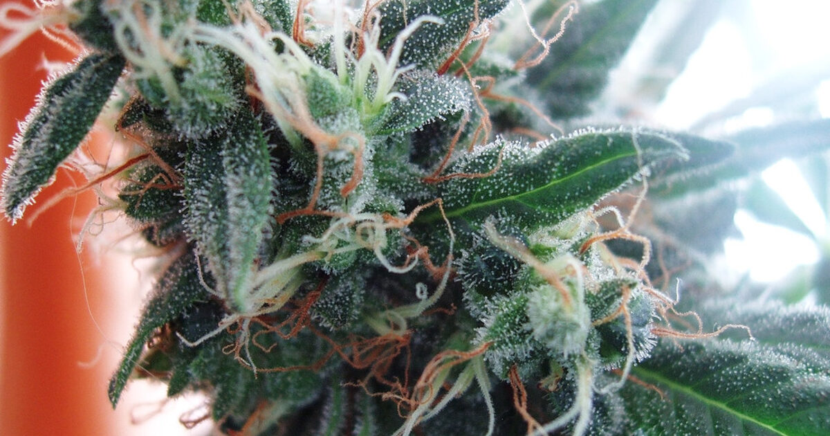 Macro de trichomes sur une fleur de cannabis riche en CBD, illustration de la molécule de cannabidiol