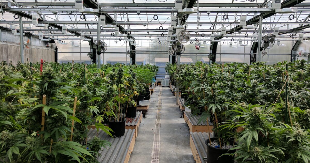 Rangées de plants de cannabis cultivés sous serre (greenhouse), illustration des modes de culture indoor, greenhouse et outdoor
